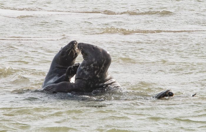 Phoques gris jouant dans l'eau