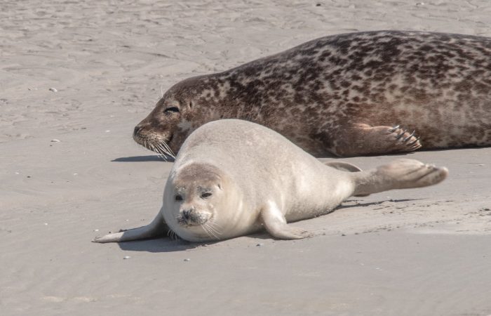 Phoques à l'eau Berck